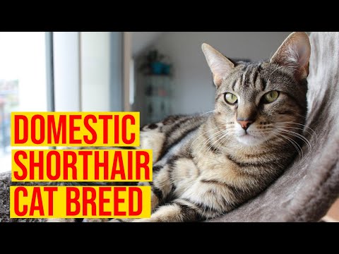Domestic Shorthair Cat Breeds Interesting Facts/ All Cats