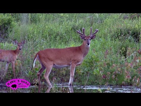 June 9 Hunting Huge Whitetail Deer - HawgNSonsTV
