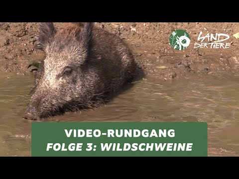 Land der Tiere-Video-Rundgang – Folge 3: Bei den Wildschweinen  🐗💚
