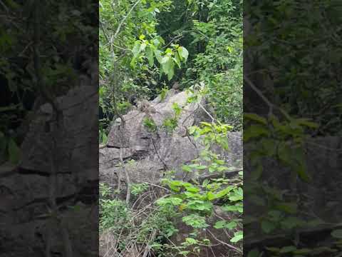 olha a quantidade de mocó aqui em água branca Alagoas