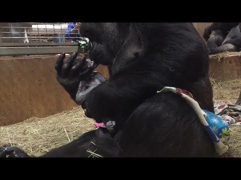 A Heartwarming Encounter: A Western Lowland Gorilla Shows Instant Affection to Her Newborn