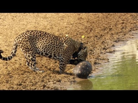 Tortoise Uses Its Shell To Protect From Jaguar