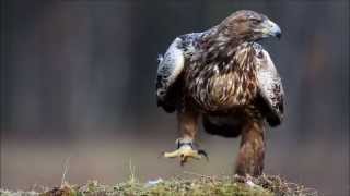 Беркут (Aquila chrysaetos) (фото + видео)