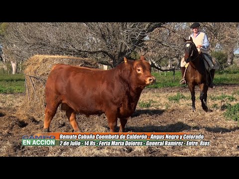 Angus - Previa Remate Cabaña Coembotá  - Francisco Calderón y Arturo Etchevehere