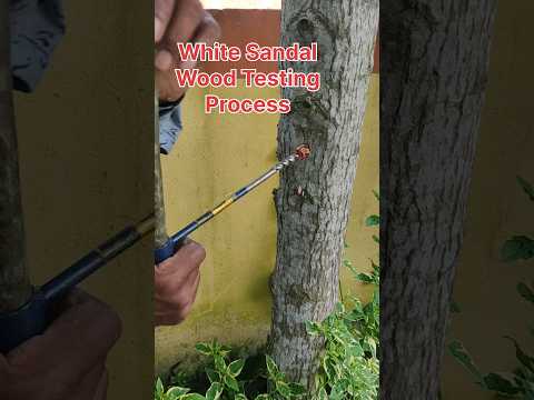 White sandal wood testing | Easy process | #shorts #sandalwood #process #wood #ytshorts #fact #facts