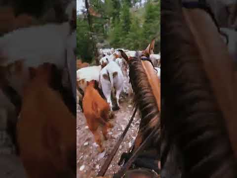 STILL A FEW COWBOYS LEFT