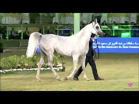N.220 MALIKAT AL MOLUK - 2020 PSAIAHF Al Khalediah Show - Mares 4-6 Years Old (Class 7B)