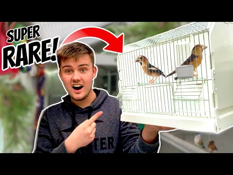 Britains RAREST Finch is HERE!!!