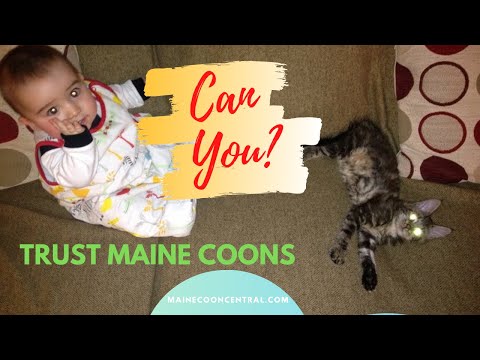 Are Maine Coon Cats Good Family Pets?