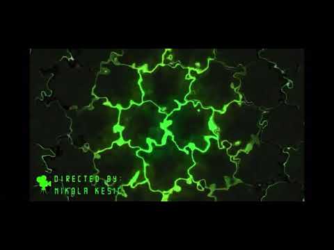 KESIC I NJEGOVE DEBILNE NAJKE