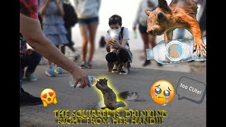 Squirrel drinking water from a bottle at the Grand Canyon HD