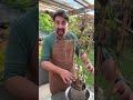 How to fix dry crusty soil #gardeningtips
