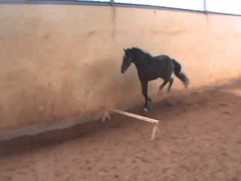 Chaplin Cassini II x Lord.wmv