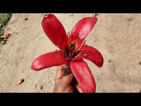 Shimul Gacher Bagan || Nature is beautiful || #youtubeshorts  #nature