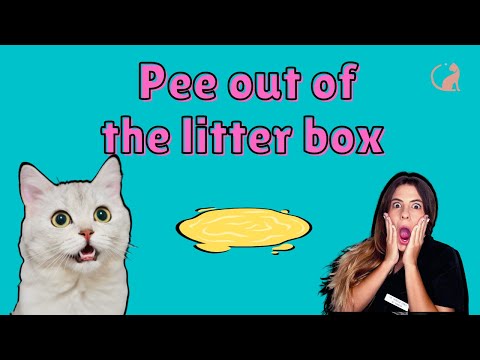 Cat pee everywhere! Tips to solve the problem