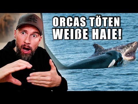 Deswegen sind SIE die Krassesten! Orcas jagen Weiße Haie in Südafrika | Robert Marc Lehmann