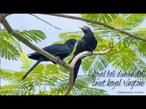koyal bird sound ringtone free download koyal bird sound ringtone free download