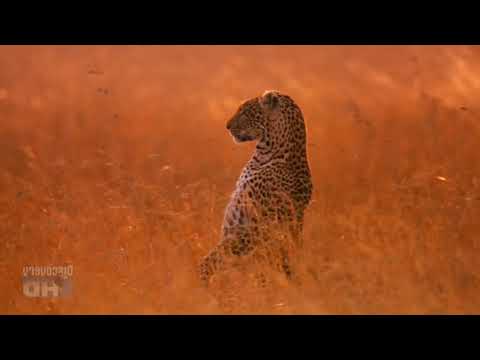 Cheetah Pan Part 14: The Boys are Captured by the Dog Indians