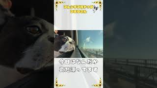 哀愁漂うワンコ🐶 #vlog #frenchie #犬のいる暮らし #フレブル#shorts 　　　　　　　　　　　　　　"A melancholic dog"