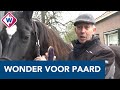 Eigenaar paard: 'Het is echt een wonder dat ze het overleefd heeft' - OMROEP WEST