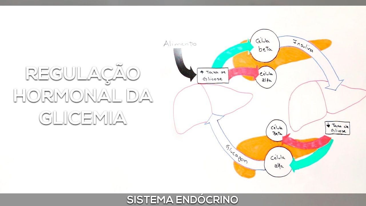 Insulina e Glucagon: Regulação hormonal da glicemia
