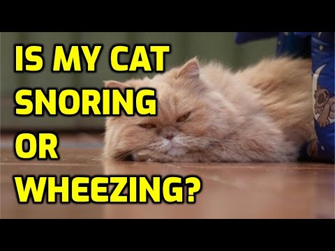 Is My Cat Snoring Or Having Trouble Breathing?