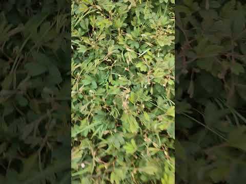 #padmaja #trees #nature #beautiful #love