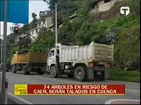 74 árboles en riesgo de caer, serán talados en Cuenca