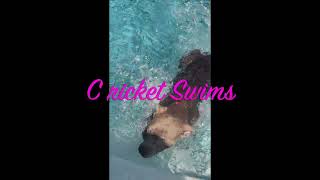 Video preview image #1 Mutt Puppy For Sale in Mount Laurel, NJ, USA