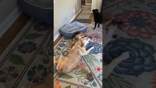 Video preview image #1 Mutt Puppy For Sale in Cary, NC, USA