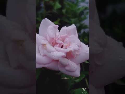 Prabal mobile photography 📸