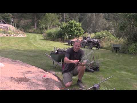 Peter Korn del 2. Så här odlar du i sand.