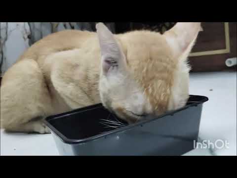 Subha subha uth ke kese natak kar raha hai 