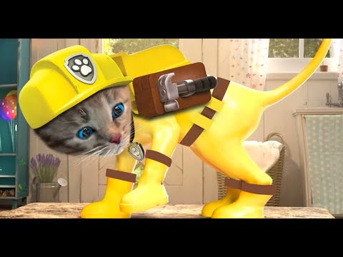 Little Kitten Preschool Adventure Educational Games - Play Fun Cute Kitten Pet Care Gameplay #640