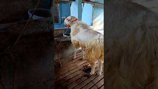Download lagu 2025 BOLREDDYAR SHEEPSPURCHASED BY ASHIK BHAI mp3 Download lagu 2025 BOLREDDYAR SHEEPSPURCHASED BY ASHIK BHAI mp3