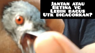 Download lagu easy & accurate way to differentiate between male and female Sri Gunting mp3 Download lagu easy & accurate way to differentiate between male and female Sri Gunting mp3