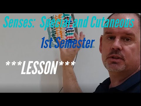 Senses:  Special and Cutaneous :  Lesson, 1st Semester: Eyes, Ears, Eyeball Dissection and Histology