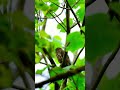 Brown Hawk Owl Call Brown Hawk Owl Sound Neel Sarkhedi Photography