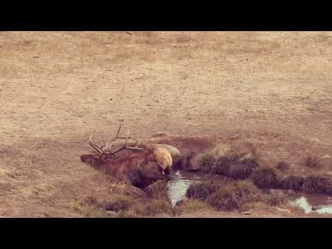 Colorado GMU Unit 31 Hunting Information