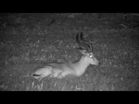 Djuma: Lone Impala ram resting in Open Area - 21:20 - 11/09/2022
