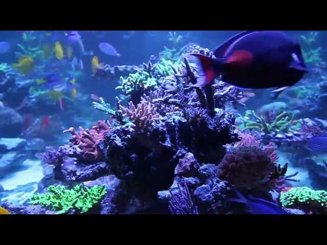 Large Reef Tank by Rainbow Reef