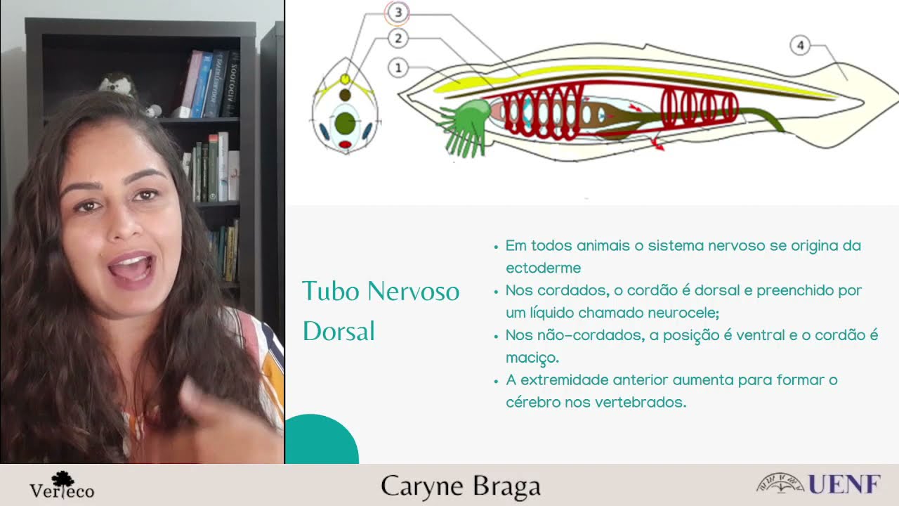 Introdução aos Cordados Parte I