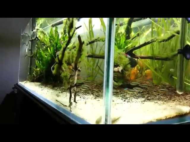 64 Gallon Planted Aquarium Discus Fish Tank Filter CF500 Led Heater Freshwater Tropical