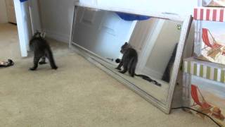 Milo - my kitty a year ago. cute crab walk!