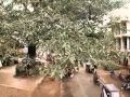 Sabarimala Flv