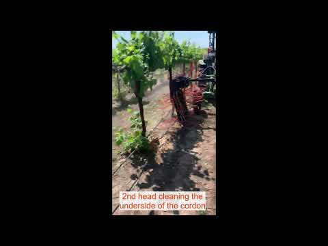 Tapered Suckering and Shoot Remover