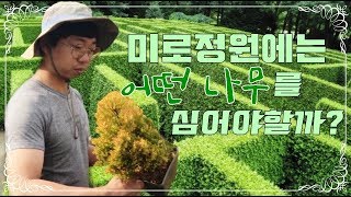울타리,미로정원에는 어떤 나무를 심어야할까? 울타리 수종에 대한 모든 것!!