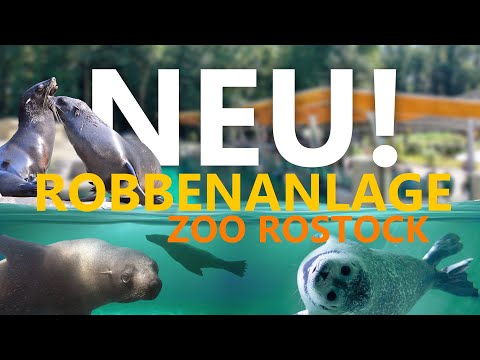 Zoo Rostock: Kann die neue Robbenanlage überzeugen?