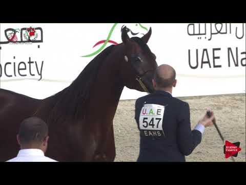 N 547 SUQRAT AL ZOBAIR   UAE Nationals 2019