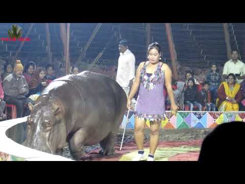 HIPPO AT AFRICAN FAMOUS CIRCUS KOLKATA AT WINTER | हिप्पो अफ्रीकन फेमस सर्कस में